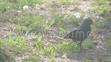 欧洲乌鸦乌鸦在夏草上捉鸦。 乌鸦沿着草地散步，寻找食物，慢生活方式运动视频
